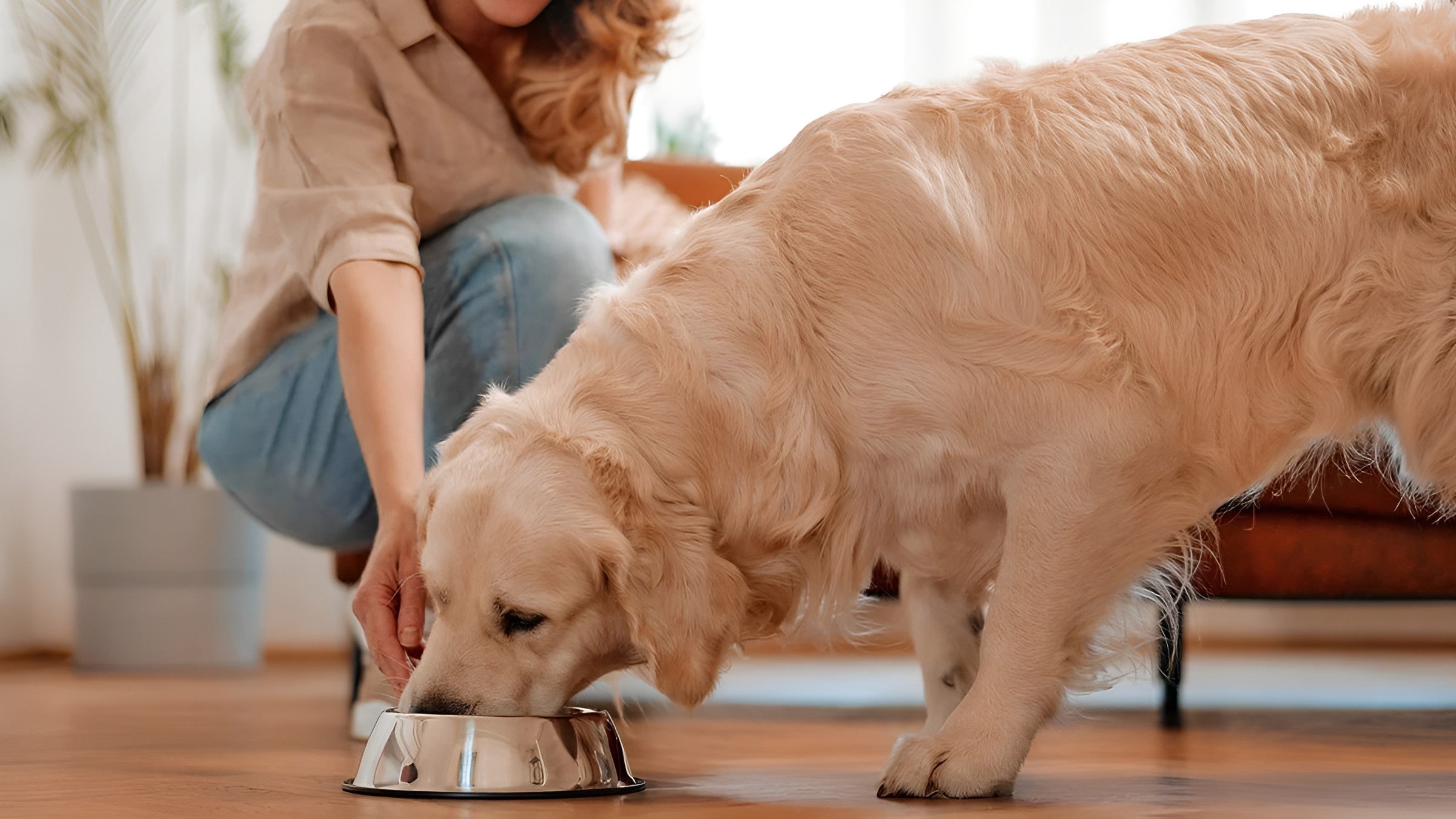Better Pet Feeding Every Day